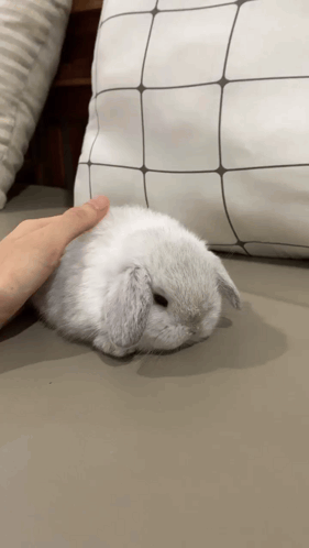 Bunny Rabbit GIF
