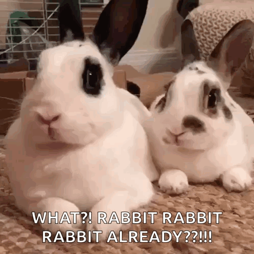 Bunny Rabbit GIF