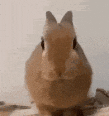 Bunny Rabbit GIF