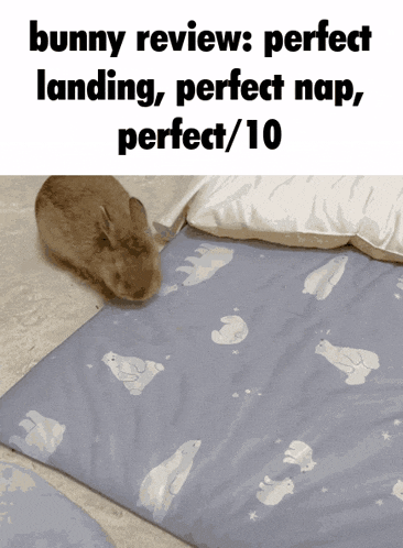 Bunny Rabbit GIF