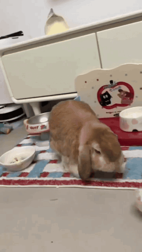 Bunny Rabbit GIF