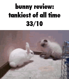 Bunny Review Kitty Review GIF
