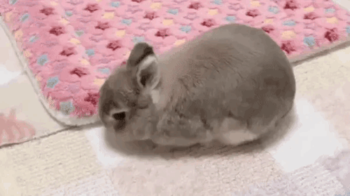 Bunny Sleepy GIF. This 498 x 279 animated GIF is part of our bunny collection. Created by complxcorpse. View the original animation, share it, or browse…