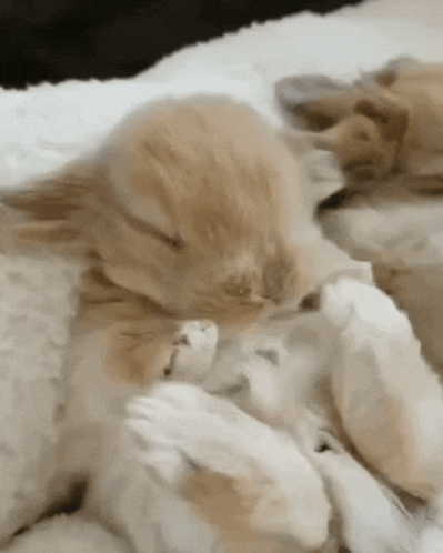 Bunny Stretch Baby Bunny GIF