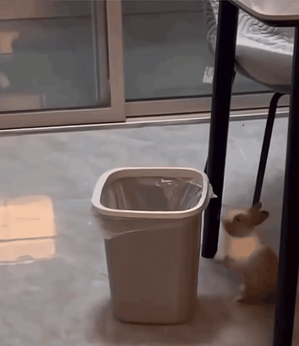 Bunny Stupid Bunny GIF