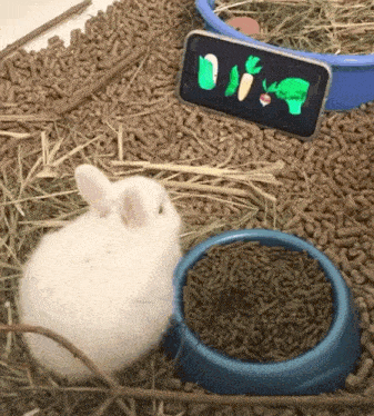 Bunny Watching GIF