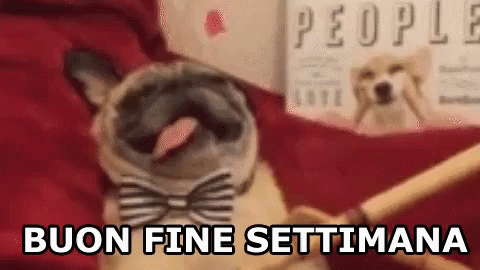Buon Weekend Buon Fine Settimana Sabato Domenica Rilassarsi Pug Cane GIF