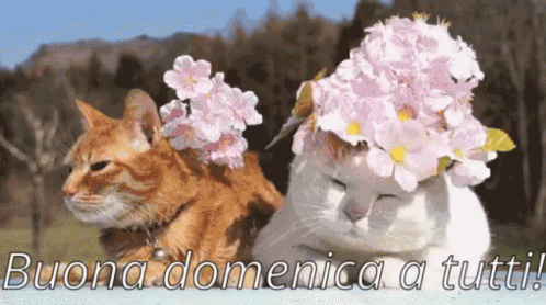 Buona Domenica A Tutti Felice Domenica Passa Una Buona Domenica Finalmente è Domenica GIF