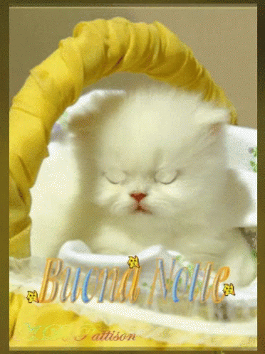 Buonanotte Gatti GIF