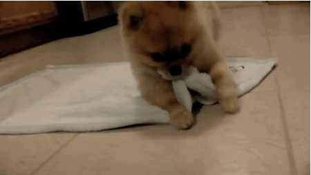 Burrito GIF