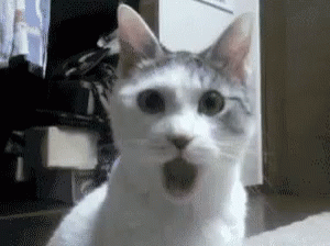 Busu4s Cats GIF