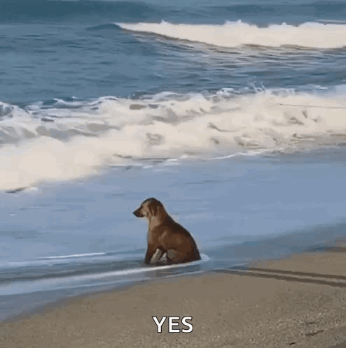 But I’m Not Original GIF. This 494 x 498 animated GIF is part of our beach collection. Created by MJYo2022. View the original animation, share it, or browse…