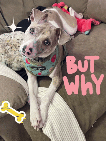 But Why Why Not GIF