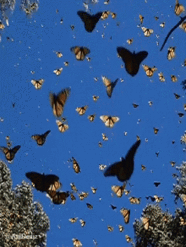Buttefly Images GIF