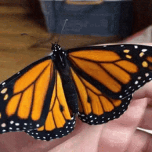 Buttefly Images GIF