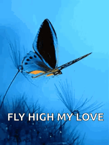 Buttefly Images GIF