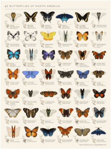Butterflies GIF