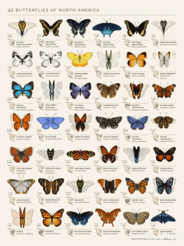 Butterflies Butterfly GIF. This 373 x 498 animated GIF is part of our butterfly collection. Created by blackoutradio. View the original animation, share it…