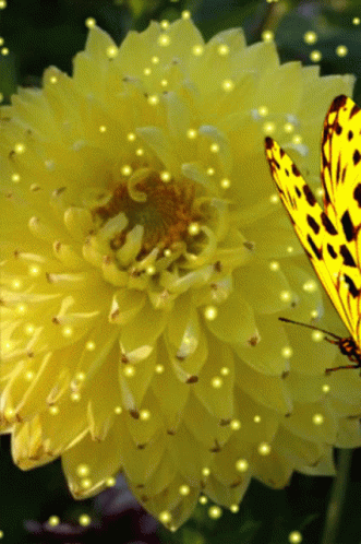 Butterflies GIF