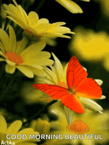 Butterflies GIF