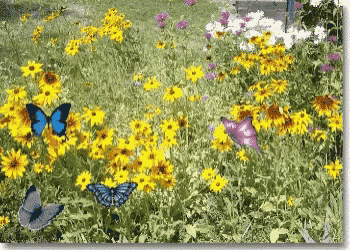 Butterflies Flowers GIF