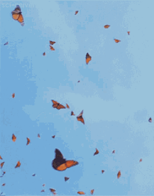 Butterflies Flying GIF
