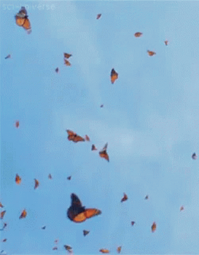 Butterfly Aesthetic GIF