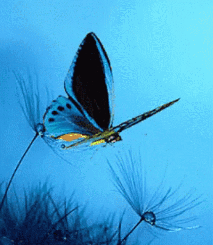Butterfly Blue Butt GIF