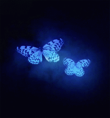 Butterfly Blue GIF