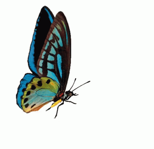 Butterfly Butta Fly GIF