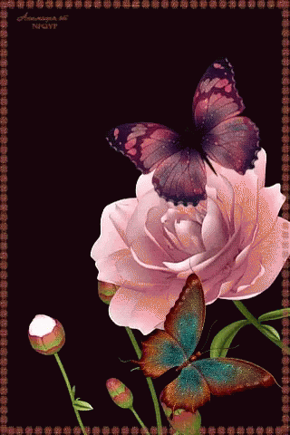 Butterfly Flower GIF