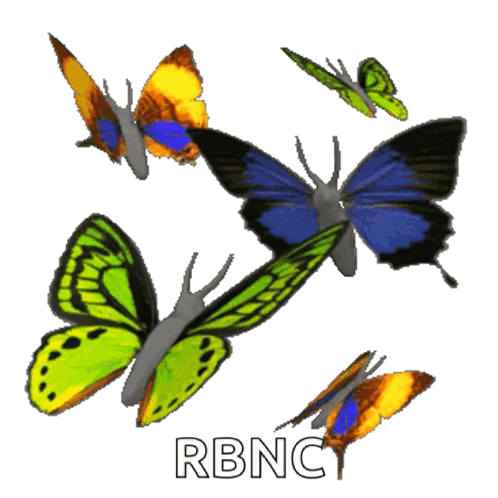 Butterfly Flying GIF