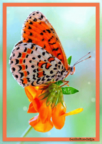 Butterfly Happy GIF