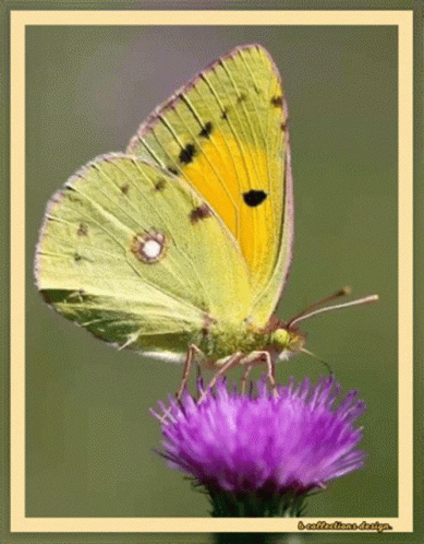 Butterfly Happy GIF