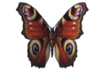 Butterfly Sticker