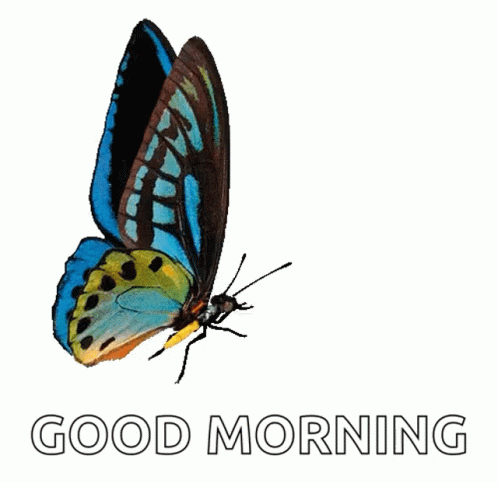 Butterfly GIF