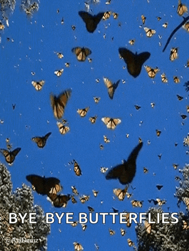 Butterfly GIF