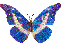 Butterfly Star Sticker