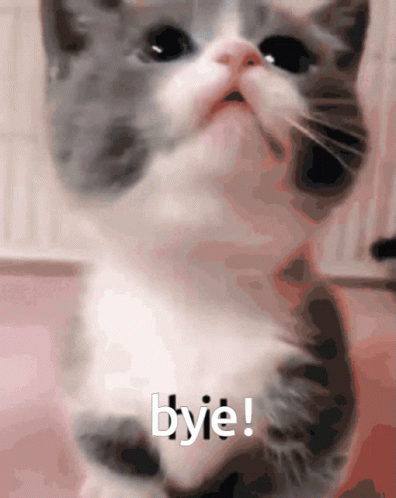 Bye Cat Bye Kitten GIF
