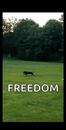 Bye Run GIF. This 256 x 498 animated GIF is part of our freedom collection. Related themes include bye, monday, puppy. Created by hgracemom. View the…