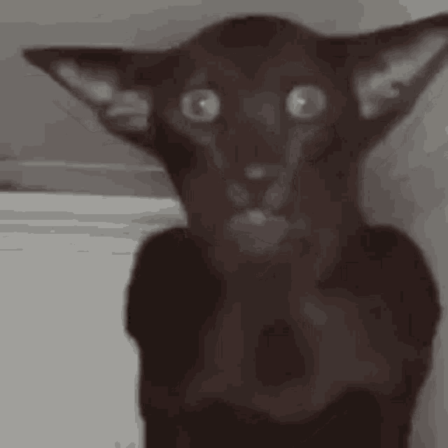 Byuntear Cat GIF
