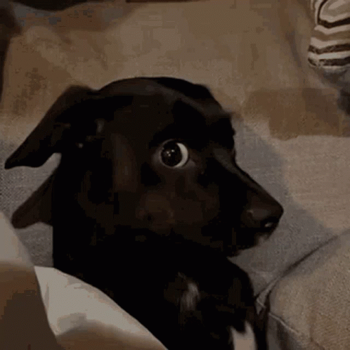 Byuntear Dog GIF. This 498 x 498 animated GIF is part of our olhar 43 collection. Created by byuntear. View the original animation, share it, or browse…
