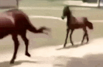 Caballo GIF
