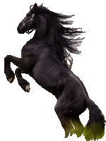 Caballos De Bronco Horse Sticker