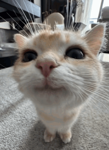 Cabbycat GIF