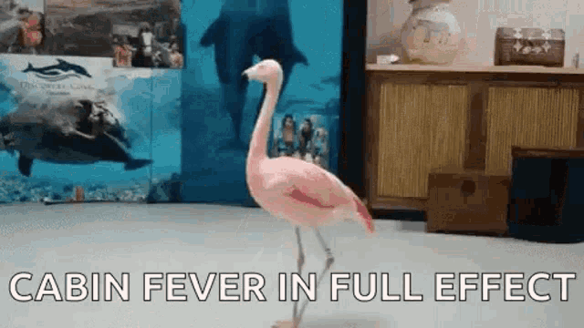 Cabin Fever Full Effect GIF