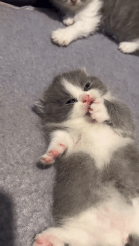 Cacabrotbrot Cat GIF