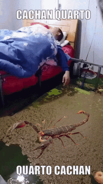 Cachan Oyasumi GIF