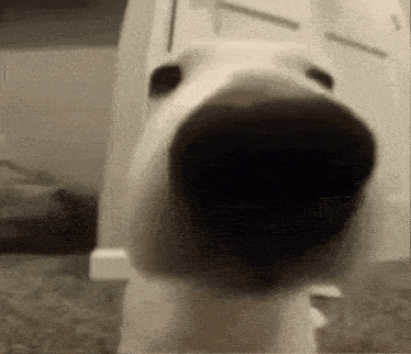 Cachorro Cheirando May GIF