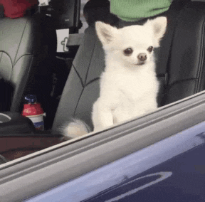 Cachorro GIF